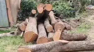 ବେଆଇନଭାବେ ଚୋରାରେ ଚାଲିଛି କରତକଳ